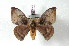  ( - BC-Her2445)  @12 [ ] Copyright (2010) Unspecified Research Collection of Daniel Herbin