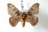  (Hylesia annulata - BC-Her2446)  @15 [ ] Copyright (2010) Unspecified Research Collection of Daniel Herbin