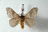  ( - BC-Her2454)  @14 [ ] Copyright (2010) Unspecified Research Collection of Daniel Herbin