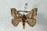  ( - BC-Her2456)  @13 [ ] Copyright (2010) Unspecified Research Collection of Daniel Herbin