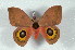  ( - BC-Her2482)  @14 [ ] Copyright (2010) Unspecified Research Collection of Daniel Herbin