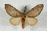  (Almeidella - BC-Her2484)  @15 [ ] Copyright (2010) Unspecified Research Collection of Daniel Herbin