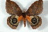  ( - BC-Her2491)  @14 [ ] Copyright (2010) Unspecified Research Collection of Daniel Herbin