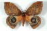  ( - BC-Her2495)  @14 [ ] Copyright (2010) Unspecified Research Collection of Daniel Herbin