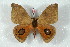  ( - BC-Her2524)  @14 [ ] Copyright (2010) Unspecified Research Collection of Daniel Herbin