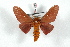  ( - BC-Her2528)  @12 [ ] Copyright (2010) Unspecified Research Collection of Daniel Herbin