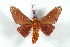  ( - BC-Her2530)  @12 [ ] Copyright (2010) Unspecified Research Collection of Daniel Herbin