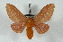  ( - BC-Her2531)  @12 [ ] Copyright (2010) Unspecified Research Collection of Daniel Herbin