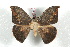  (Oxytenis modestia - BC-Her2534)  @14 [ ] Copyright (2010) Unspecified Research Collection of Daniel Herbin