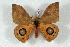 ( - BC-Her2539)  @14 [ ] Copyright (2010) Unspecified Research Collection of Daniel Herbin