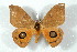  ( - BC-Her2541)  @13 [ ] Copyright (2010) Unspecified Research Collection of Daniel Herbin