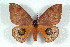  ( - BC-Her2545)  @14 [ ] Copyright (2010) Unspecified Research Collection of Daniel Herbin