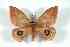  ( - BC-Her2559)  @13 [ ] Copyright (2010) Unspecified Research Collection of Daniel Herbin