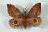  ( - BC-Her2568)  @13 [ ] Copyright (2010) Unspecified Research Collection of Daniel Herbin