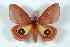  ( - BC-Her2648)  @14 [ ] Copyright (2010) Unspecified Research Collection of Daniel Herbin