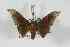  ( - BC-Her2737)  @11 [ ] Copyright (2010) Unspecified Research Collection of Daniel Herbin