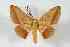  (Gonogramma lemoulti - BC-Her2751)  @14 [ ] Copyright (2010) Unspecified Research Collection of Daniel Herbin