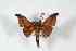  ( - BC-Her2794)  @11 [ ] Copyright (2010) Unspecified Research Collection of Daniel Herbin