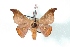  (Hylesia nanus - BC-Her2809)  @14 [ ] Copyright (2010) Unspecified Research Collection of Daniel Herbin