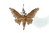  ( - BC-Her2814)  @11 [ ] Copyright (2010) Unspecified Research Collection of Daniel Herbin