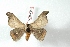  ( - BC-Her2825)  @12 [ ] Copyright (2010) Unspecified Research Collection of Daniel Herbin
