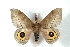  ( - BC-Her2865)  @15 [ ] Copyright (2010) Unspecified Research Collection of Daniel Herbin