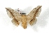  ( - BC-Her2906)  @11 [ ] Copyright (2010) Unspecified Research Collection of Daniel Herbin