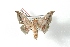  ( - BC-Her2909)  @11 [ ] Copyright (2010) Unspecified Research Collection of Daniel Herbin