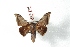  (Gonogramma malca - BC-Her2915)  @13 [ ] Copyright (2010) Unspecified Research Collection of Daniel Herbin