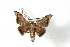  ( - BC-Her2916)  @11 [ ] Copyright (2010) Unspecified Research Collection of Daniel Herbin