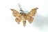  (Bedosiallo - BC-Her2925)  @14 [ ] Copyright (2010) Unspecified Research Collection of Daniel Herbin