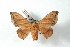  ( - BC-Her2944)  @11 [ ] Copyright (2010) Unspecified Research Collection of Daniel Herbin