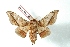  ( - BC-Her2946)  @11 [ ] Copyright (2010) Unspecified Research Collection of Daniel Herbin