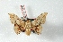  ( - BC-Her2953)  @11 [ ] Copyright (2010) Unspecified Research Collection of Daniel Herbin
