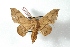 ( - BC-Her2955)  @11 [ ] Copyright (2010) Unspecified Research Collection of Daniel Herbin
