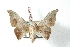  ( - BC-Her2957)  @11 [ ] Copyright (2010) Unspecified Research Collection of Daniel Herbin