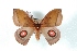  ( - BC-Her2995)  @14 [ ] Copyright (2010) Unspecified Research Collection of Daniel Herbin