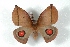 ( - BC-Her2996)  @14 [ ] Copyright (2010) Unspecified Research Collection of Daniel Herbin