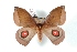  ( - BC-Her2998)  @14 [ ] Copyright (2010) Unspecified Research Collection of Daniel Herbin