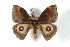  (Gamelia neidhoeferi - BC-Her3007)  @15 [ ] Copyright (2010) Unspecified Research Collection of Daniel Herbin