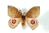  (Gamelia lichyi - BC-Her3016)  @15 [ ] Copyright (2010) Unspecified Research Collection of Daniel Herbin