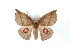  ( - BC-Her3021)  @14 [ ] Copyright (2010) Unspecified Research Collection of Daniel Herbin