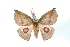  ( - BC-Her3022)  @14 [ ] Copyright (2010) Unspecified Research Collection of Daniel Herbin