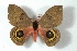 ( - BC-Her3033)  @14 [ ] Copyright (2010) Unspecified Research Collection of Daniel Herbin
