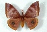  ( - BC-Her3036)  @14 [ ] Copyright (2010) Unspecified Research Collection of Daniel Herbin