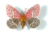  ( - BC-Her3039)  @12 [ ] Copyright (2010) Unspecified Research Collection of Daniel Herbin