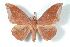  ( - BC-Her3040)  @12 [ ] Copyright (2010) Unspecified Research Collection of Daniel Herbin