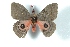  ( - BC-Her3041)  @13 [ ] Copyright (2010) Unspecified Research Collection of Daniel Herbin