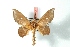  (Bedosia euthymius - BC-Her3048)  @12 [ ] Copyright (2010) Unspecified Research Collection of Daniel Herbin