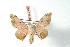  (Cicinnus latris - BC-Her3065)  @13 [ ] Copyright (2010) Unspecified Research Collection of Daniel Herbin